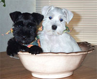 a well breed Miniature Schnauzer dog